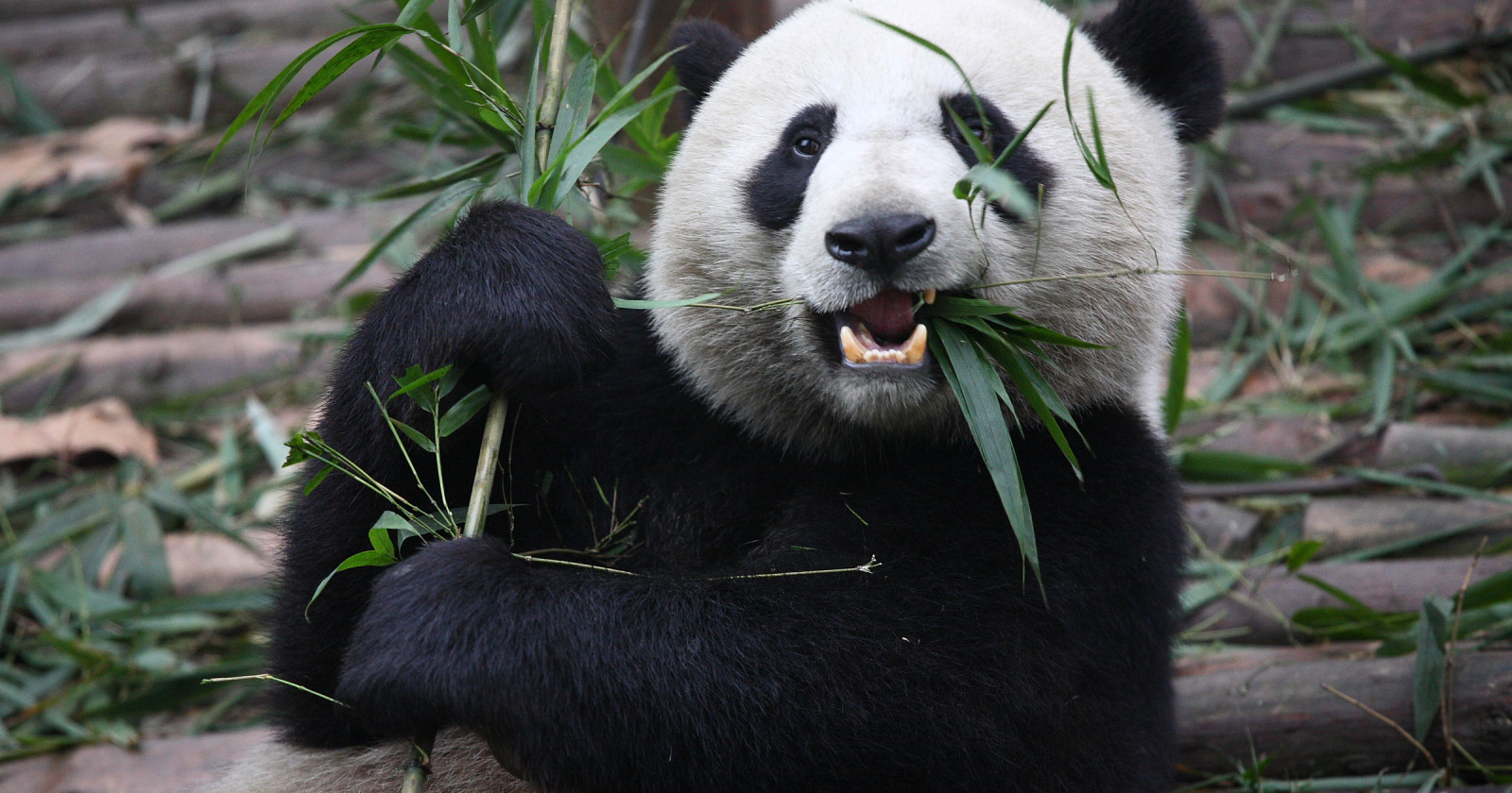 Sukces Chi skich Zoolog w Panda Wielka Ju Nie Jest Gatunkiem 