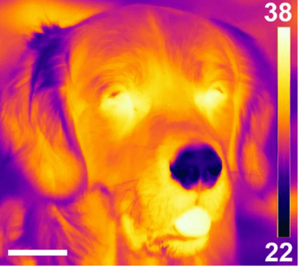 Na termowizyjnym zdjęciu naukowców widać, że nos to najchłodniejsza część kufy psa