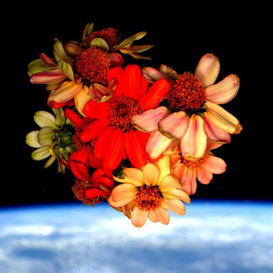 Cztery lata temu na Instagramie jednego z astronautów przebywających na Międzynarodowej Stacji Kosmicznej, Scotta Kelly'ego, pojawiło się zdjęcie pielęgnowanych przez niego kwiatów cynii na tle Ziemi   (fot. NASA / Scott Kelly)