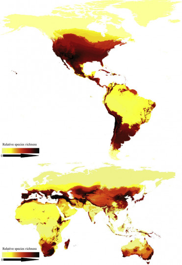 High-Resolution Bee Species Richness Projections / fot. materiały prasowe 